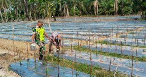 Sertu Untung W Babinsa Koramil 12/Sry Membantu Petani dalam Perawatan Tanaman Cabe