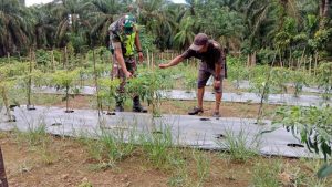 Babinsa Bantu Petani Rawat Tanaman Cabe di Wilayah Desa Binaannya