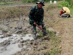 Sebagai Bentuk Rasa Solidaritas Babinsa Koramil 1307-10 Koptu Yoel Kawu, Membantu Petani Cangkul di sawah