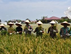 Pj. Walikota Langsa Panen Perdana Padi, Program Ketahanan Pangan di Gampong Matang Seulimeng