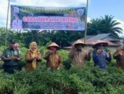 Bupati Aceh Singkil H. Safriadi Oyon Panen Raya Cabe Merah Keriting di Desa Suka Makmur