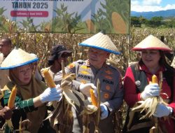 Wagub Hadiri Panen Raya Jagung di Desa Labuan Panimba