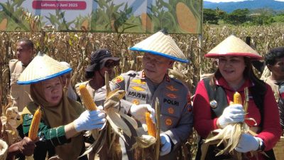 Wagub Hadiri Panen Raya Jagung di Desa Labuan Panimba