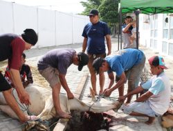 Kejati Sulteng Sembelih 13 Ekor Sapi, 364 Paket Daging Qurban Dibagikan ke Masyarakat Sekitar dan Lembaga Sosial Keagamaan